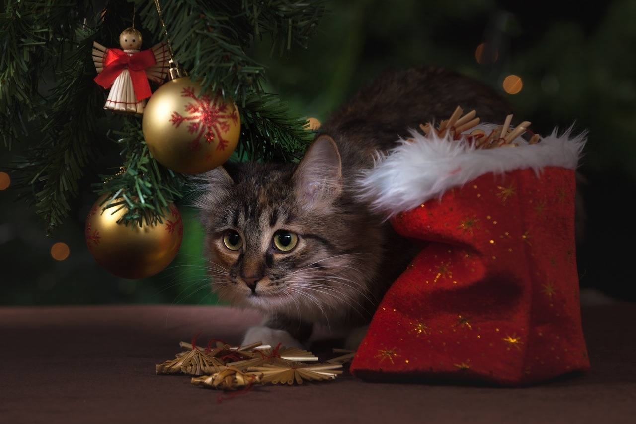 green-golden-red-kitten-cat-christmas-1271284-pxhere.com_.jpg